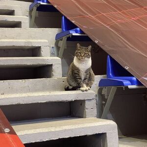 Crvena zvezda objavila tužnu vest - uginula legendarna mačka Ljubica... (Foto)