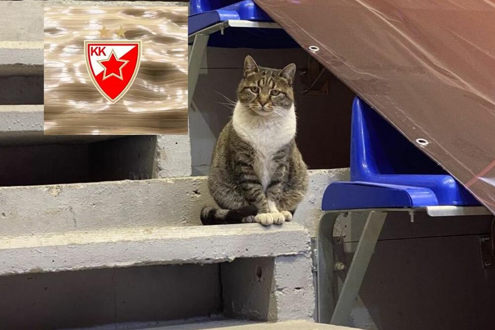 NAJVERNIJI NAVIJAČ ZVEZDE JE VEĆ NA SVOM MESTU U PIONIRU: Mačka Ljubica je HIT, oduševila i delegaciju Zenita! FOTO