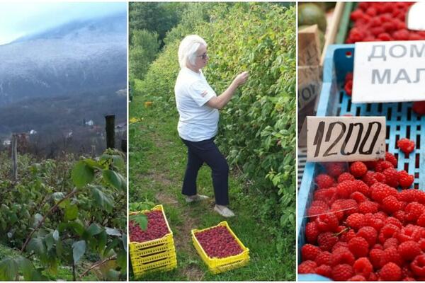 REKORDNA CENA CRVENOG ZLATA! Izvoz za Japan procvetao, MALINE DUPLO SKUPLJE, A IDU KAO LUDE