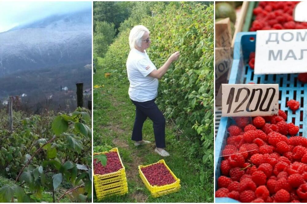 REKORDNA CENA CRVENOG ZLATA! Izvoz za Japan procvetao, MALINE DUPLO SKUPLJE, A IDU KAO LUDE