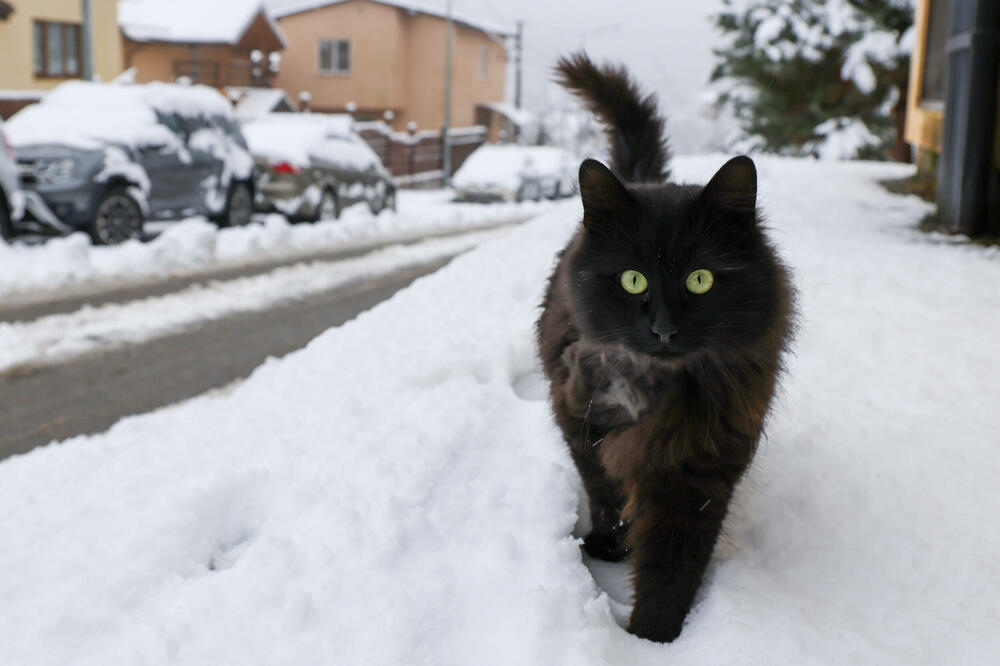 KAKO PREŽIVETI KADA VAM CRNA MAČKA PREĐE PUT? Svi svetski običaji za odbranu od ZLIH SILA (FOTO)
