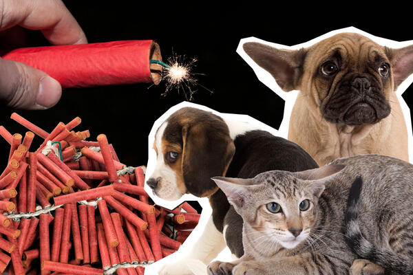 5 NAČINA DA POMOGNETE LJUBIMCU KOJI SE PLAŠI PETARDI: Ako nastavi da se TRESE i posle ovoga, odmah kod VETERINARA