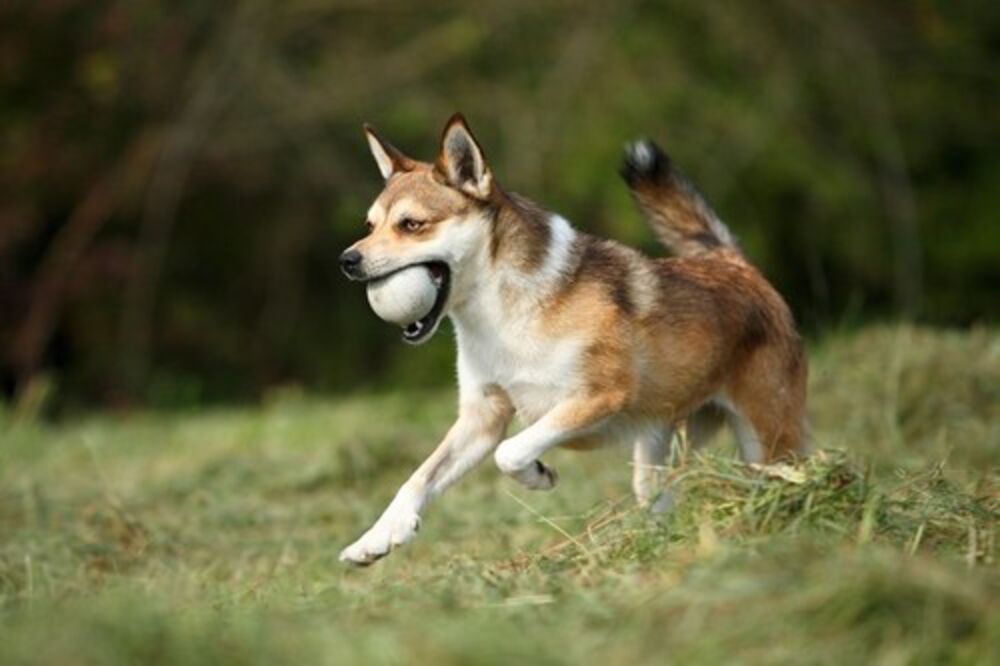 - Bilo je strašno. Kada sam se porobudila posle deset dana, rekli su mi da je infekciju najverovatnije izazvao moj pas koji me je liznuo po otvorenoj ranici
