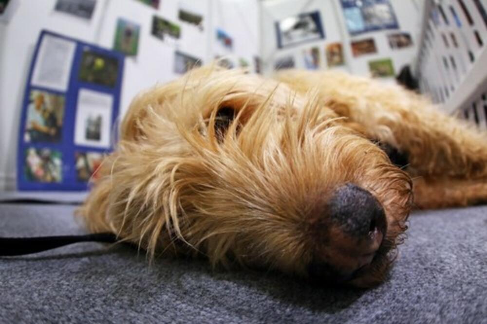 SRPSKA ATINA DOBIJA GROBLJE ZA KUĆNE LJUBIMCE: Građani će imati mogućnost njihove urne da nose kući