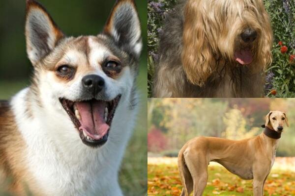 OVO SU NAJREĐE RASE PASA: Imaju retke veštine i ne sreću se na ULICI!(FOTO)