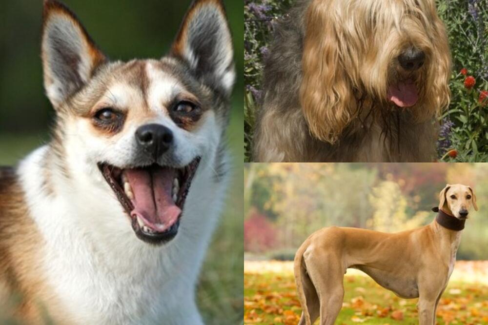 OVO SU NAJREĐE RASE PASA: Imaju retke veštine i ne sreću se na ULICI!(FOTO)