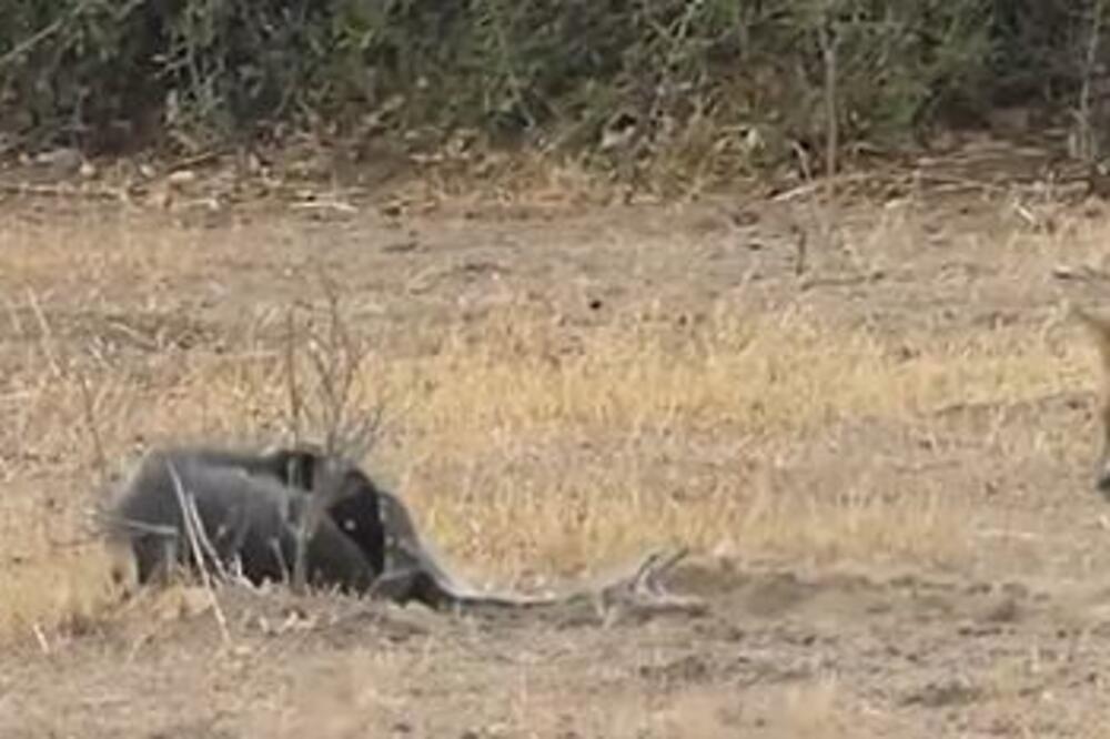 OBRAČUN JAZAVCA I PITONA OTIŠAO U DRUGOM PRAVCU: Umešali su se ONI i ISHOD je bio NEOČEKIVAN (VIDEO)