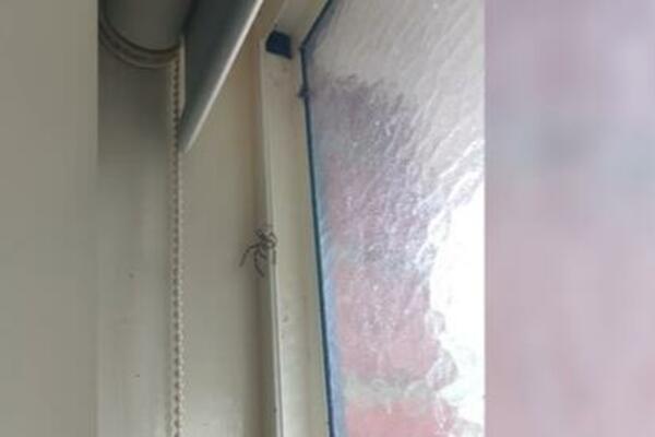 OVO SE NE VIĐA ČESTO: Pogledajte samo kako PAUK lovi MUVU, HIT (VIDEO)