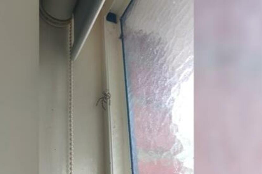 OVO SE NE VIĐA ČESTO: Pogledajte samo kako PAUK lovi MUVU, HIT (VIDEO)