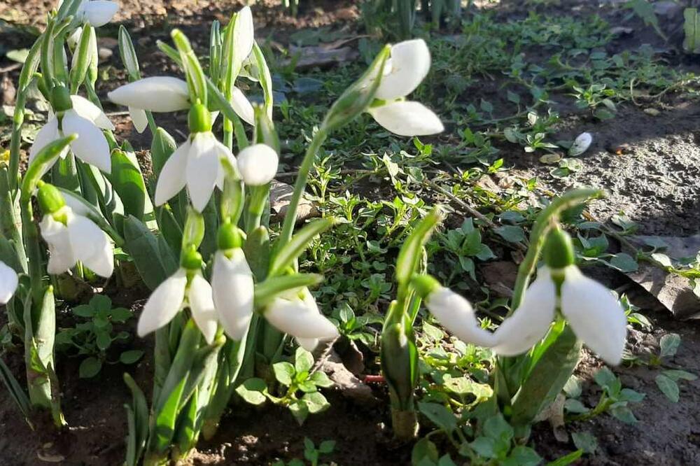 PRIRODA SE ZBUNILA, PA VEĆ POSLALA VESNIKE PROLEĆA: U porodici Radovanović procvetale ljubičice i visibabe (FOTO)