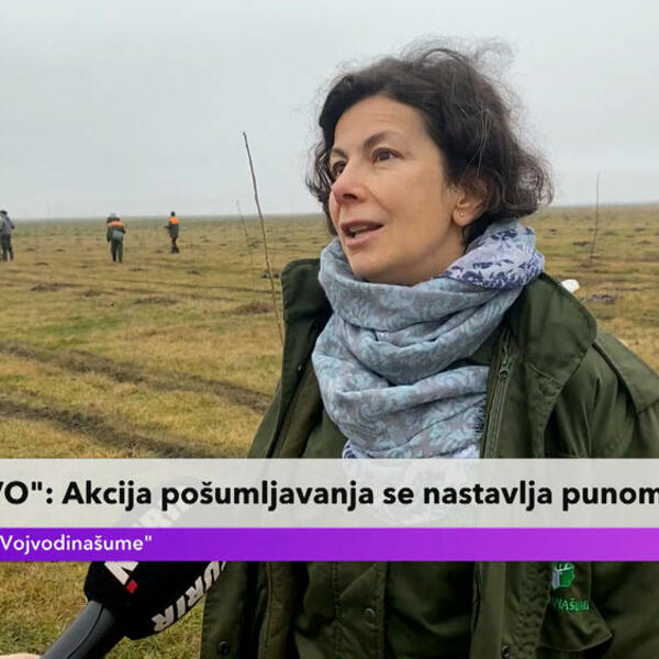AKCIJA POŠUMLJAVANJA NE ZAOSTAJE! Slađana Dabić: Prikolica sa zemljom se zaglavila, ALI NAS NI TO NEĆE ZAUSTAVITI!