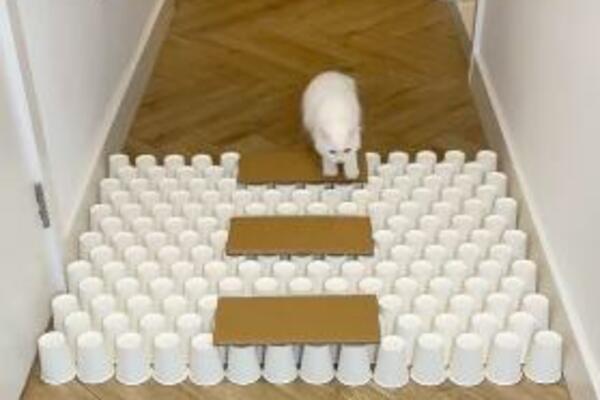 PREKO 180 MILIONA LJUDI JE POGLEDALO SNIMAK OVE MACE! Kada je vidite biće vam jasno i zašto (VIDEO)