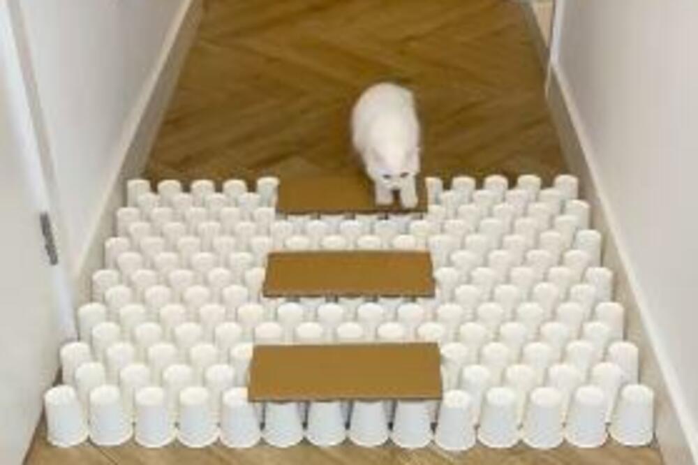 PREKO 180 MILIONA LJUDI JE POGLEDALO SNIMAK OVE MACE! Kada je vidite biće vam jasno i zašto (VIDEO)