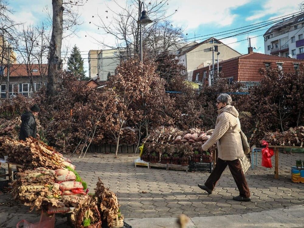 Badnjak / ilustracija