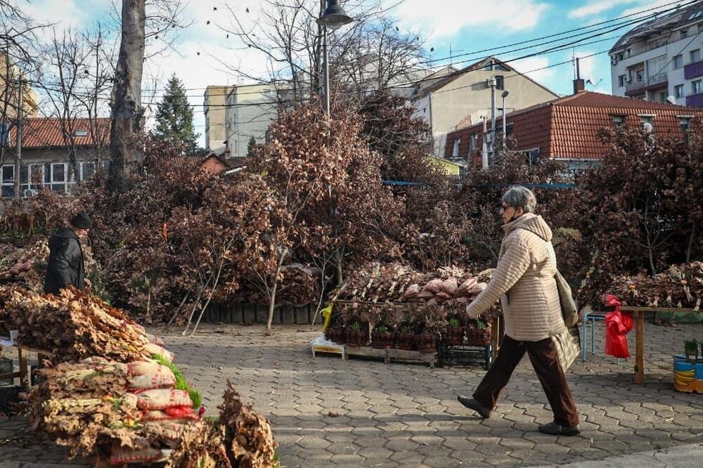 ZNATE LI ŠTA TREBA DA URADITE SA BADNJAKOM POSLE BOŽIĆA? Mnogi NEMAJU POJMA i čine VELIKI GREH