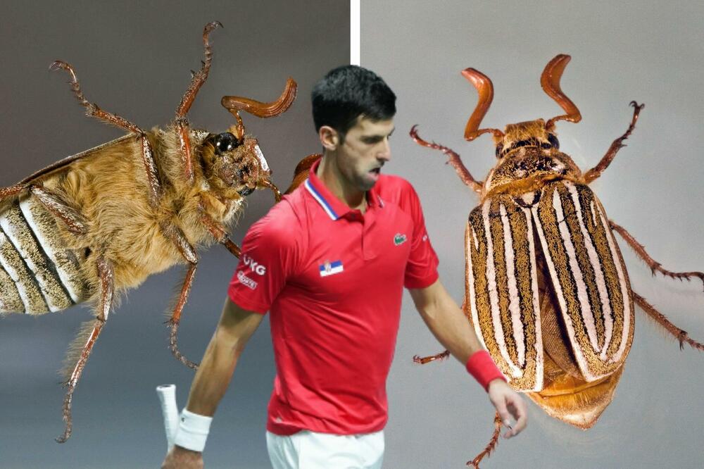 ODBIJEN ZAHTEV SRBIJE! Umesto tima, Đokoviću društvo prave BUBE!