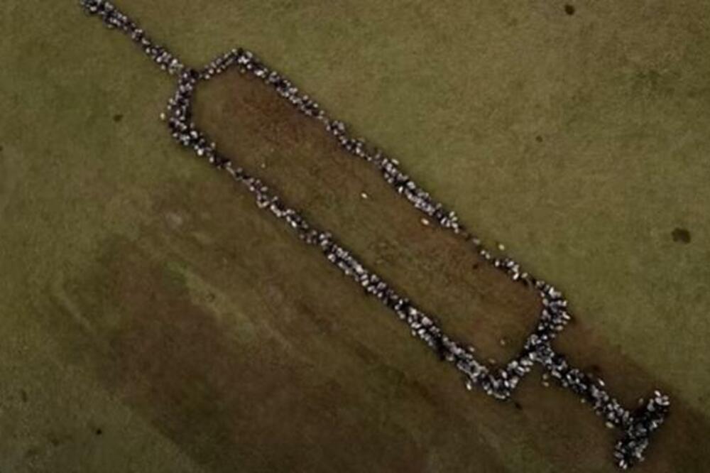 SPEKTAKULARAN SNIMAK KOJI ĆE VAS OSTAVITI BEZ DAHA: Koze i OVCE pozivaju na VAKCINACIJU! (VIDEO)