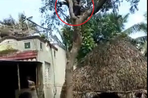 BEŽAO I POPEO SE NA DRVO DA GA NE BI VAKCINISALI: Tu je tek nastala neviđena drama, da li je on REALAN? (VIDEO)