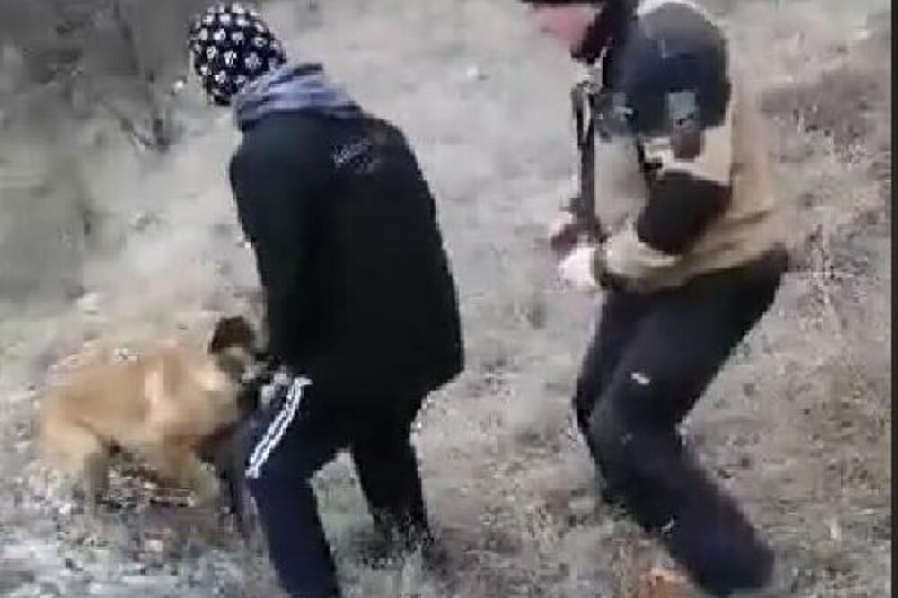 "DAJ MI BRE SEKIRČE": Urnebesna situacija prilikom sečenja BADNJAKA (VIDEO)