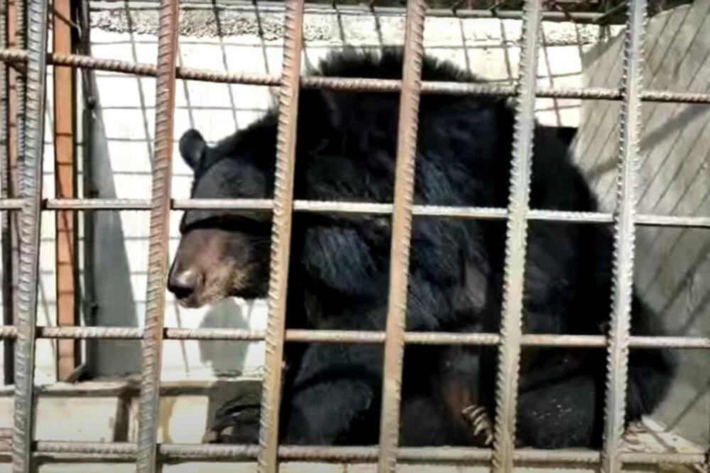 JEZIV PRIZOR U UZBEKISTANU: Majka bacila ćerku (3) u kavez sa medvedima