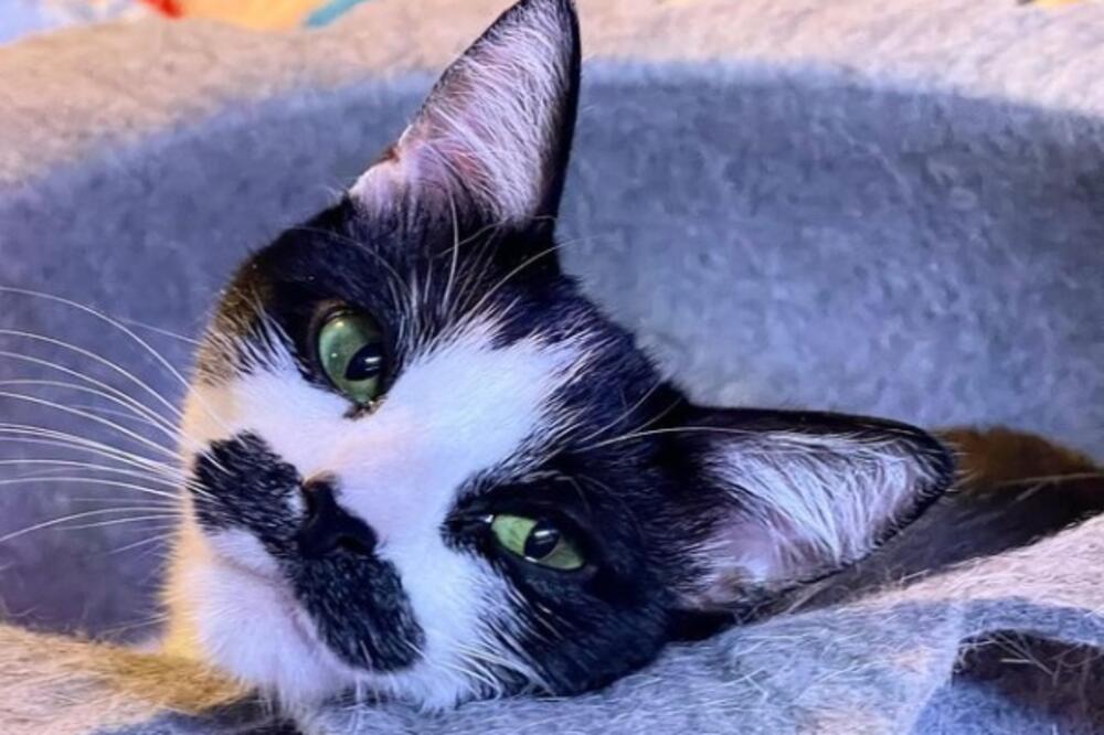 NA KOG PEVAČA VAM LIČI OVA MAČKA? Ceo svet gleda ispod njene njuškice i NE VERUJE šta vidi (FOTO)