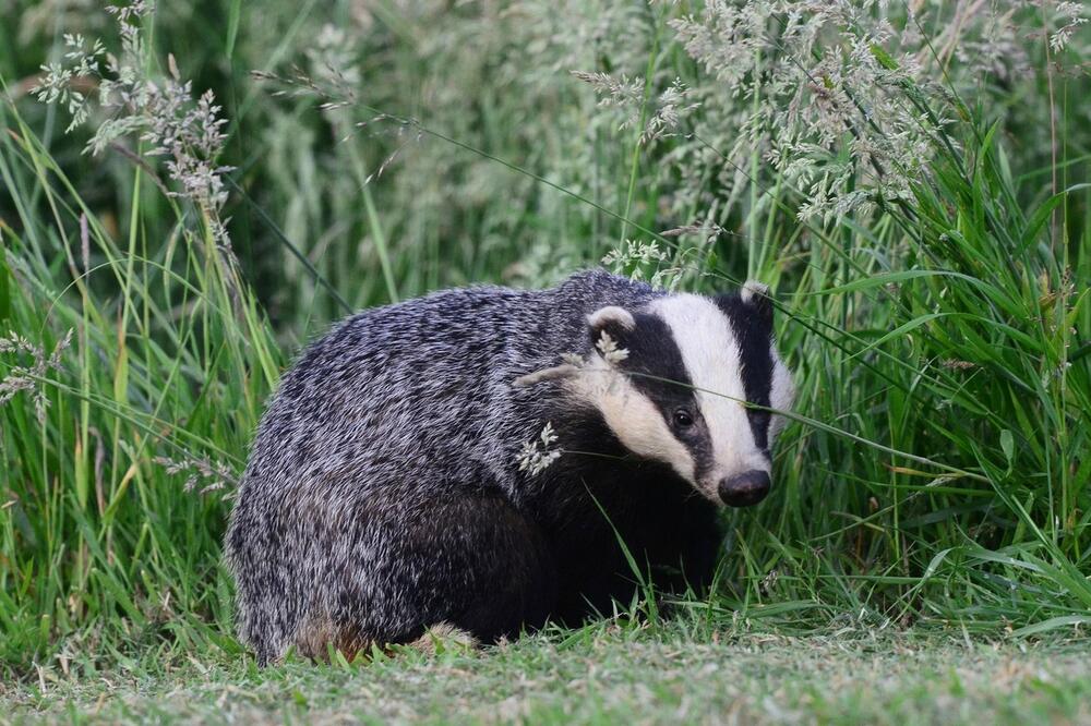 LOVCI TRENUTNO NAJVIŠE JURE JAZAVCE, EVO I ZAŠTO: Od 100 grama ovog proizvoda može da se ZARADI 1.000 dinara