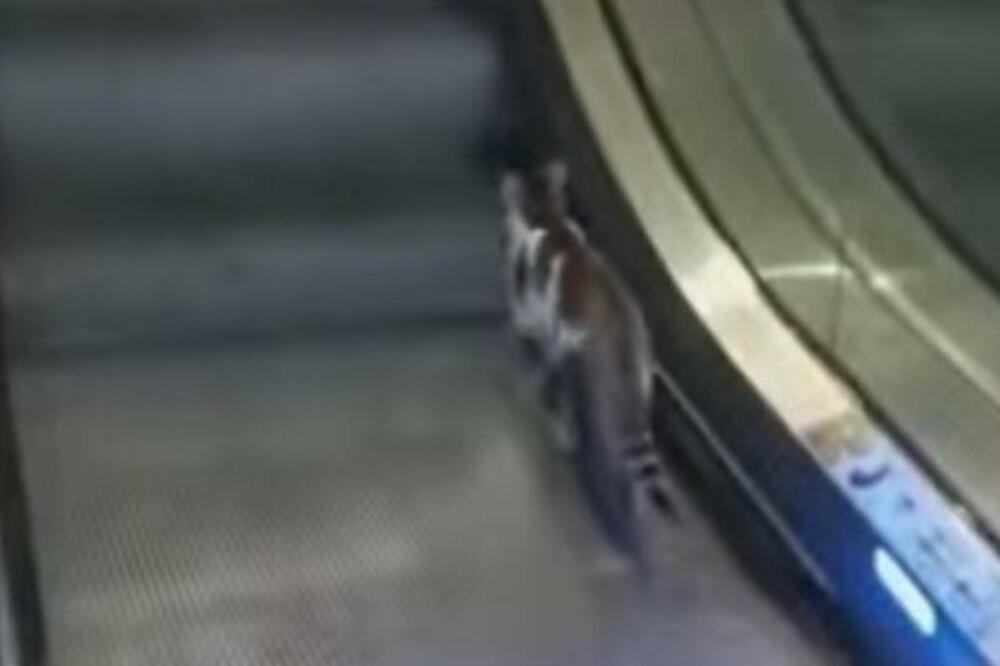 "KOJA MALA LEGENDA!" Pogledajte kako je MACA pokušala da se POPNE pokretnim stepenicama u SUPROTNOM SMERU! (VIDEO)
