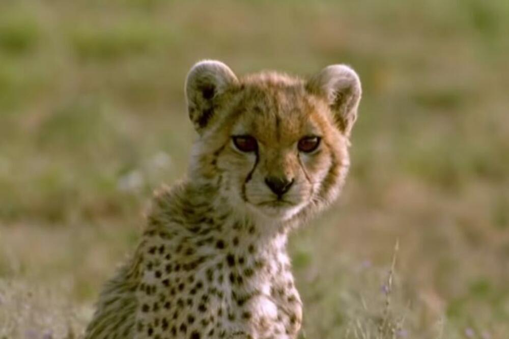 U IRANU OSTALO SAMO 12 GEPARDA!