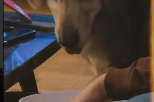 PSU TEODORE DŽEHVEROVIĆ ISPALA BALA U NJENU HRANU, ONA NASTAVILA DA JEDE: Nakon ovog SNIMKA će vam POZLITI!