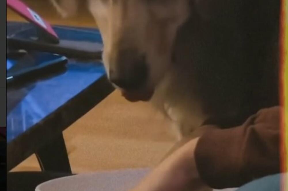 PSU TEODORE DŽEHVEROVIĆ ISPALA BALA U NJENU HRANU, ONA NASTAVILA DA JEDE: Nakon ovog SNIMKA će vam POZLITI!