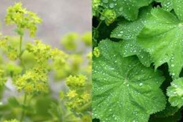 OVA BILJKA SPAŠAVA VAS ŽENSKIH PROBLEMA: Moćnija je nego što možete zamisliti (VIDEO)