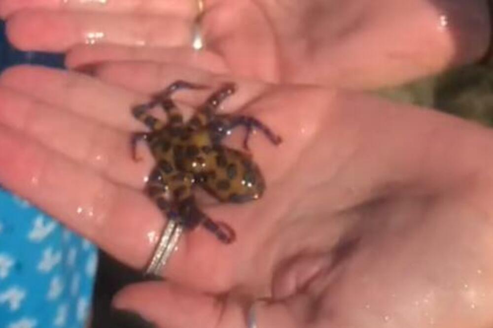 NIJE BILA SVESNA U KAKVOJ JE OPASNOSTI! Golima rukama držala jednu od NAJSMRTONOSNIJIH životinja na SVETU (VIDEO)