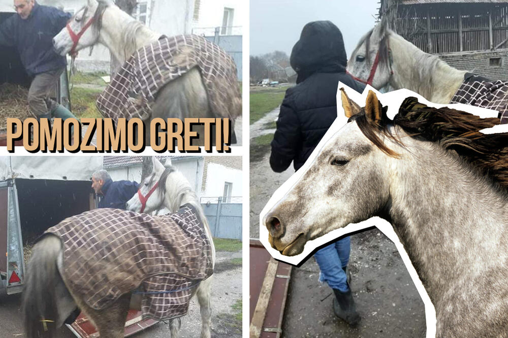 VLASNIK ŽELI DA UBIJE KOBILU KOJA IMA SAMO 5 GODINA! Greta se ceo život PATI, ajmo da joj POMOGNEMO! (FOTO)