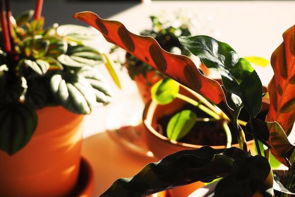 OVU BILJKU SVI TREBA DA IMATE U KUĆI! Ulepšaće vam PROSTOR, ali to nije SVE (FOTO) (VIDEO)