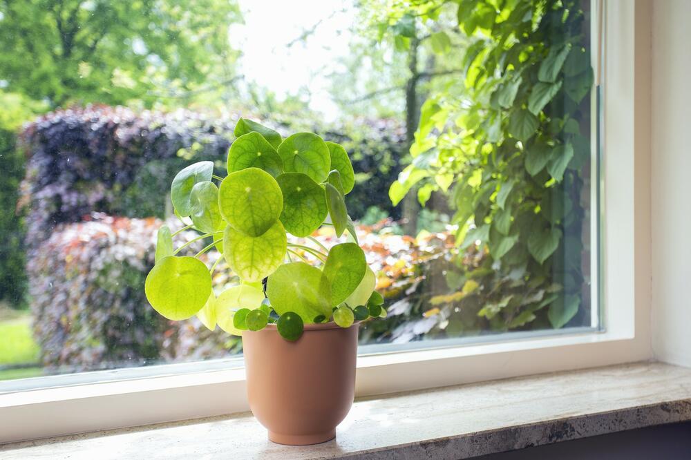 OVE PRELEPE BILJKE SU SVUDA OKO NAS, A MALO KO ZNA DA SU OTROVNE: Ovo morate da znate ako dođete u KONTAKT SA NJIMA