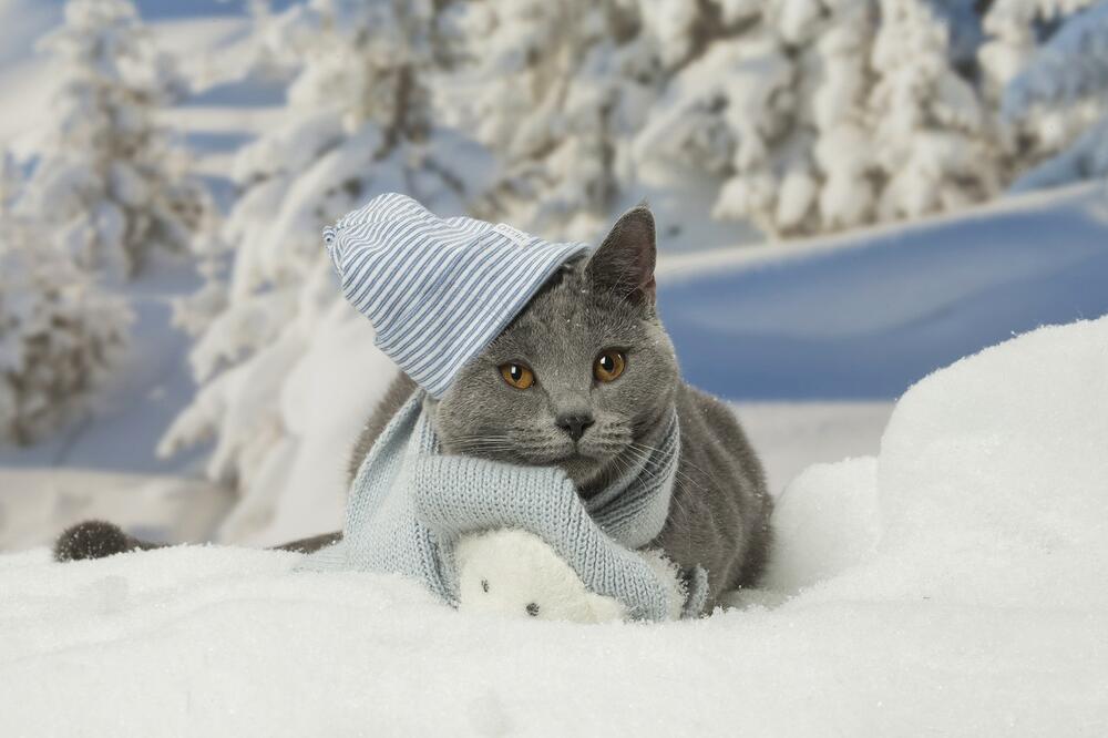Ljubimci, Zima, Pas, Mačka, Ljubimci zimi, Životinje i zima