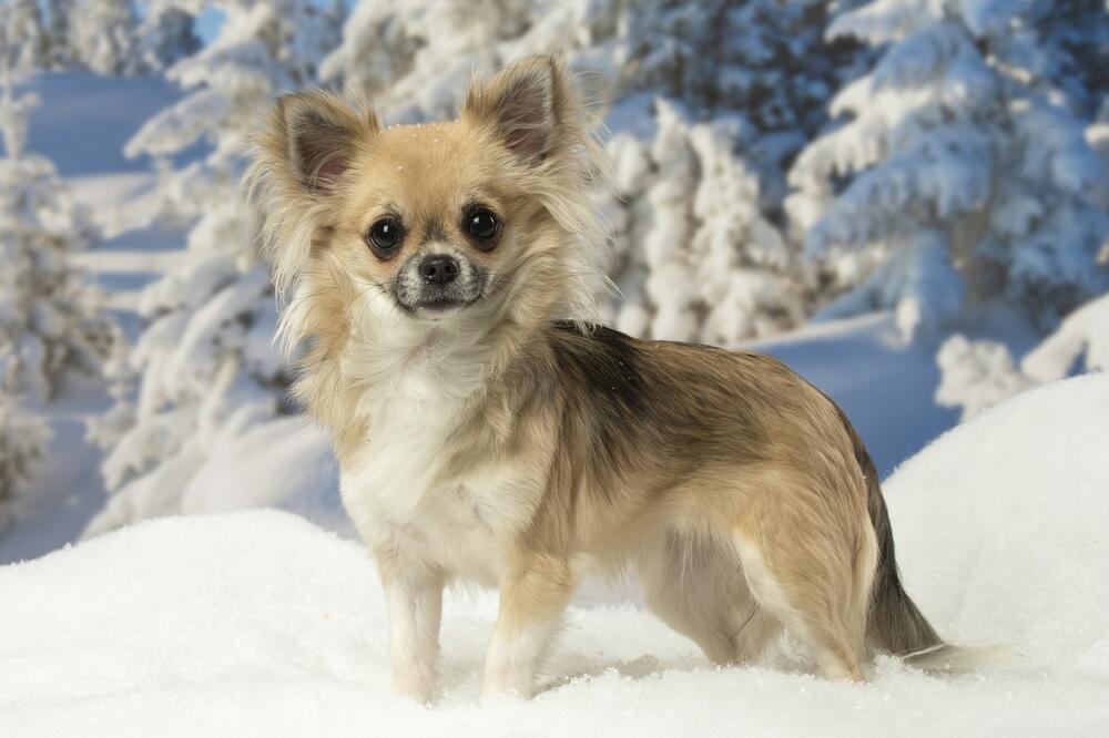 VODITE RAČUNA KOLIKO DUGO SVOG PSA OSTAVLJATE SAMOG KOD KUĆE: Od 1 stvari SVE ZAVISI