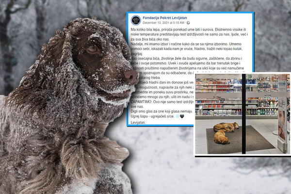 LEDENI DANU SU PRED NAMA, A NJIMA JE NAJTEŽE I MNOGI OD NJIH NE PREŽIVE ZIMU! Pomozite lutalicama, LAKO JE!