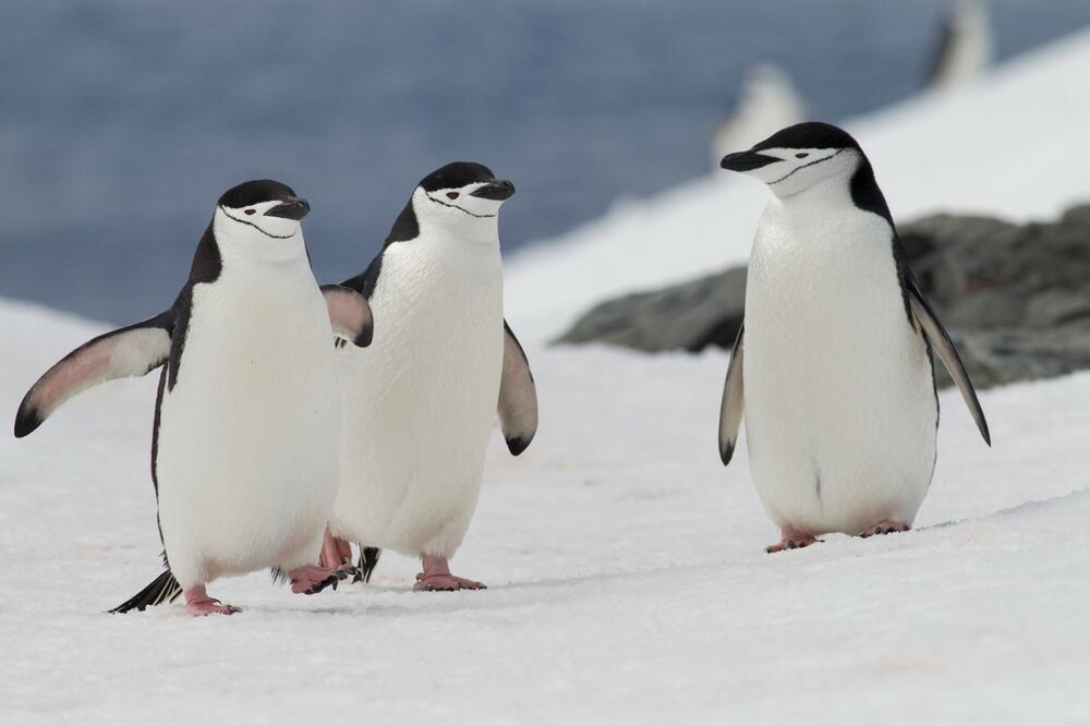 pingvini