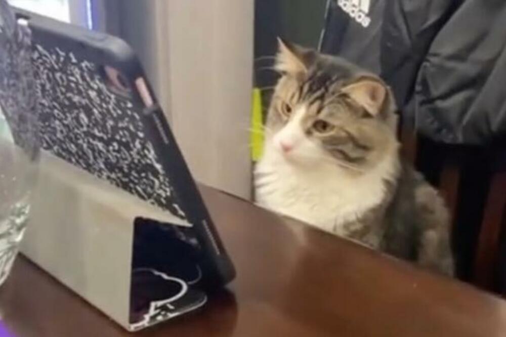 NEOBIČAN RITUAL JEDNOG MAČKA: Dok ostali ukučani JEDU, on gleda u TABLET i ne TREPĆE! (VIDEO)