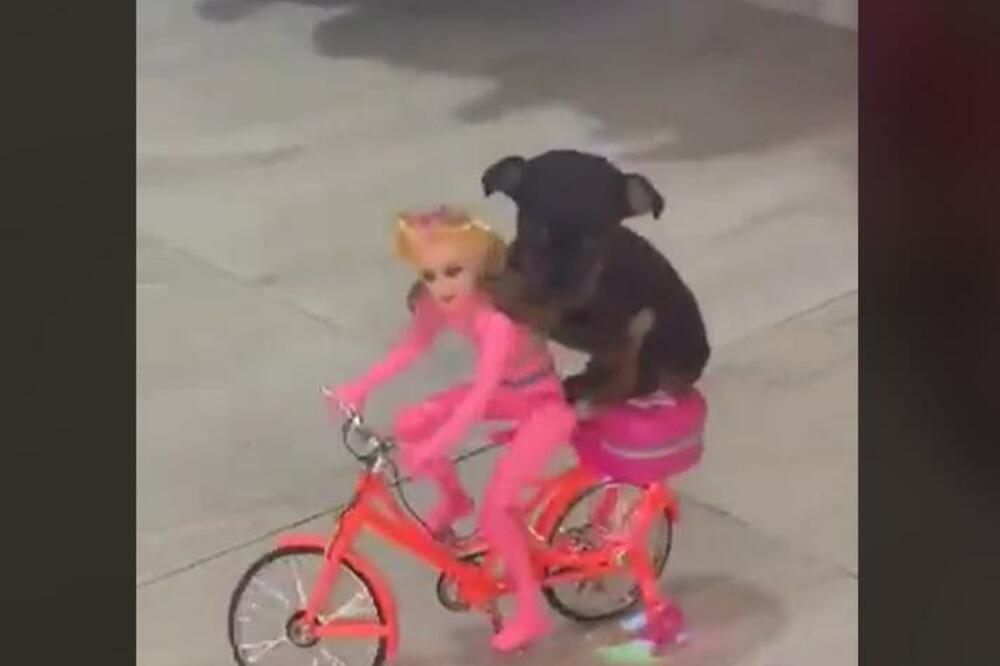 NAJSLAĐI PSIĆ KOGA ĆETE DANAS VIDETI! Barbika ga vozi na bajsu, a on uživa (VIDEO)