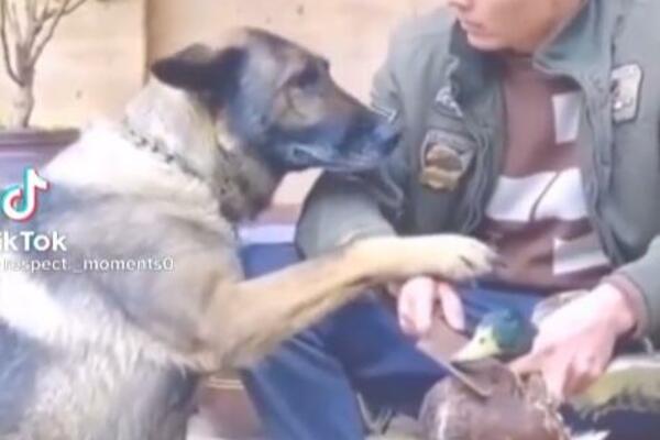 PAS PREDVIDEO SMRT, PA SPASAO ŽIVOT NA NEVEROVATAN NAČIN: Ljudi nisu u stanju da OVAKO odreaguju za druge! (VIDEO)