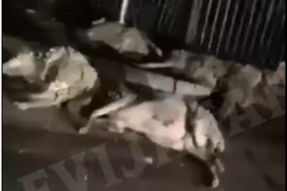 Vozač Golfa POKOSIO 17 ovaca i dva psa u selu Pavlovci! POTRESNI snimak kruži Srbijom (VIDEO)