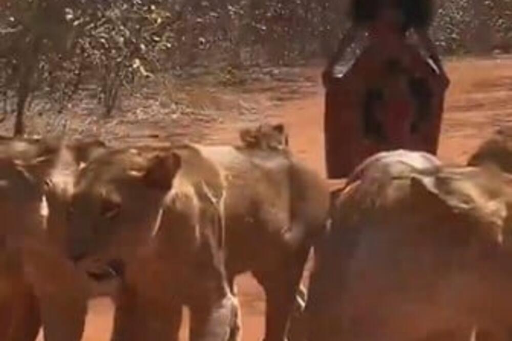 ŠETALA SA ČOPOROM LAVICA, PA URADILA NEŠTO ŠOKANTNO: Korača iza DIVLJIH ZVERI, da se NAJEŽITE! (VIDEO)