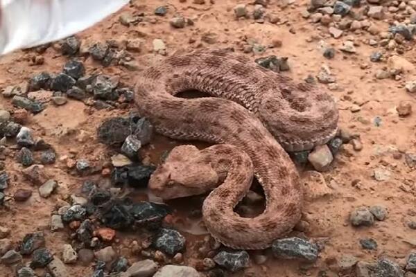 OVAKO IZGLEDA KADA ZMIJA DEHIDRIRA! Prizor nije JEDNOSTAVAN ZA GLEDANJE (VIDEO)