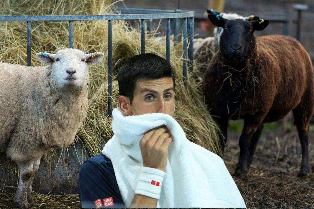 SRBI JOJ KRIVI ŠTO JOJ JE JEZIK DUGAČAK! PRAVILA SE PAMETNA PA "POPILA" ZABRANU NA DRUŠTVENOJ MREŽI!