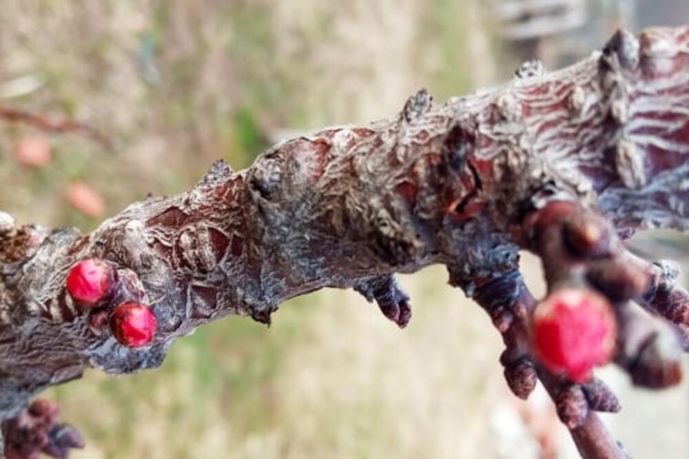 ĐORĐE JE OBIŠAO SVOJ VOĆNJAK I NAŠAO SE U ČUDU! Narodno verovanje kaže da nas čeka DUGA i HLADNA zima (FOTO)