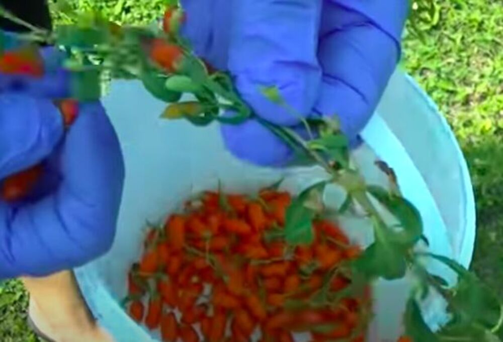 Godži bobice u korpi