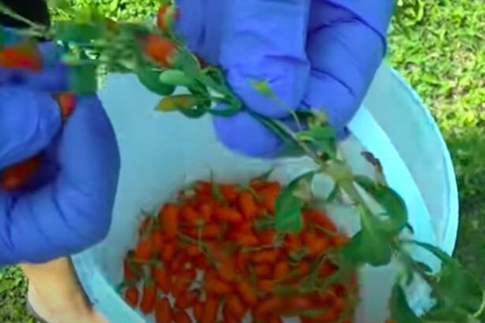 Kilogram košta 50 evra, otkup je zagarantovan, isplati se od prvog roda: Jovanovići lepo žive od uzgoja ove biljke!