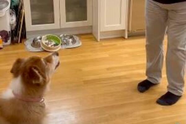 URNEBESNO! Pas ODBIJA da uzme hranu sve dok vlasnik ne izvede ovaj TRIK (VIDEO)